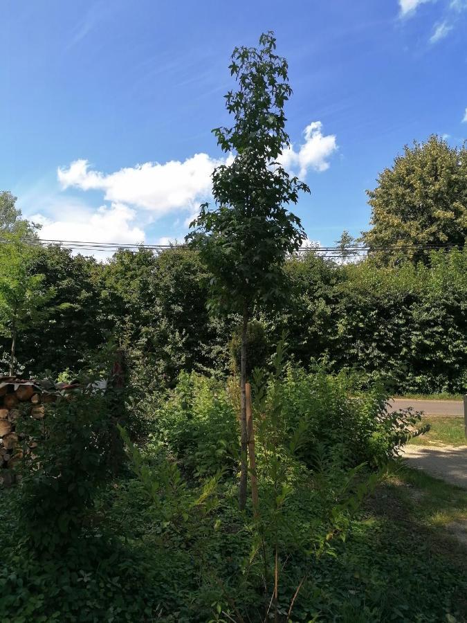 Vila Bleichehof Burg  Exteriér fotografie